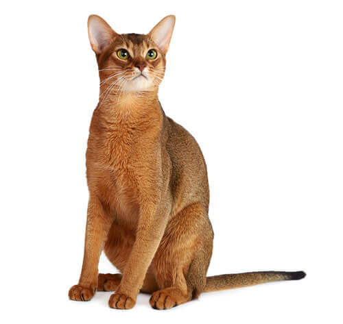 Abyssinian cat for cheap sale near me